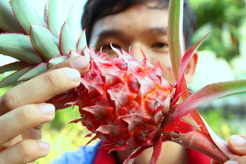 Tr&aacute;i kh&oacute;m son m&agrave;u đỏ tươi,&nbsp;nhiều chồi mang &yacute; nghĩa may mắn, sung t&uacute;c. (Ảnh:&nbsp;Ho&agrave;ng Nam)