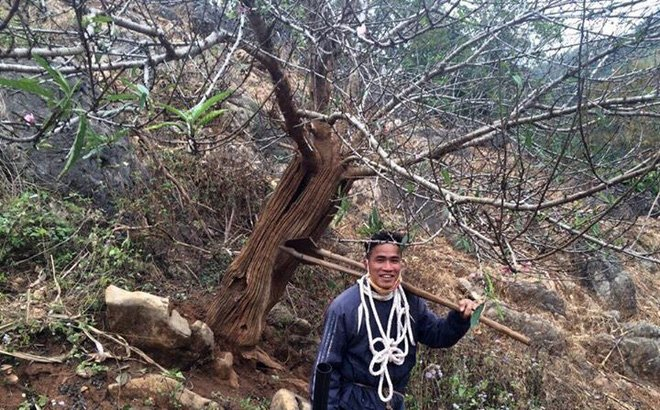 C&acirc;y đ&agrave;o rừng Sơn La g&acirc;y sốt to&agrave;n d&acirc;n chơi mấy ng&agrave;y qua