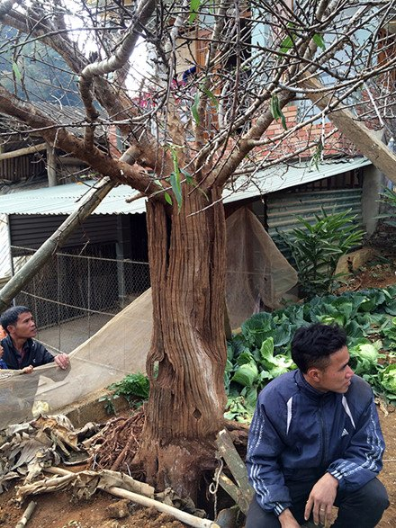 C&acirc;y đ&agrave;o rừng Sơn La g&acirc;y sốt to&agrave;n d&acirc;n chơi mấy ng&agrave;y qua