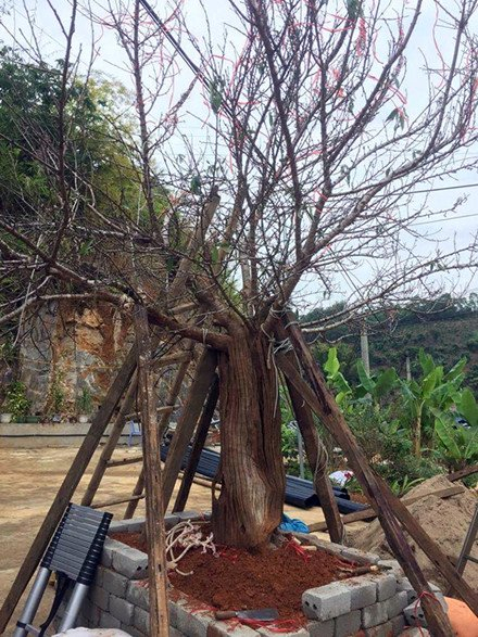 C&acirc;y đ&agrave;o rừng Sơn La g&acirc;y sốt to&agrave;n d&acirc;n chơi mấy ng&agrave;y qua