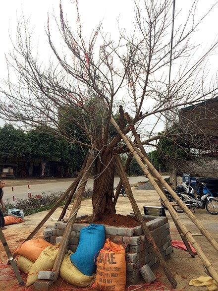 C&acirc;y đ&agrave;o rừng Sơn La g&acirc;y sốt to&agrave;n d&acirc;n chơi mấy ng&agrave;y qua