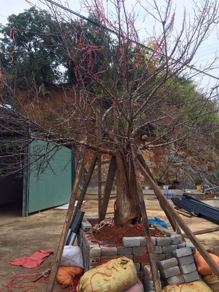 C&acirc;y đ&agrave;o rừng Sơn La g&acirc;y sốt to&agrave;n d&acirc;n chơi mấy ng&agrave;y qua