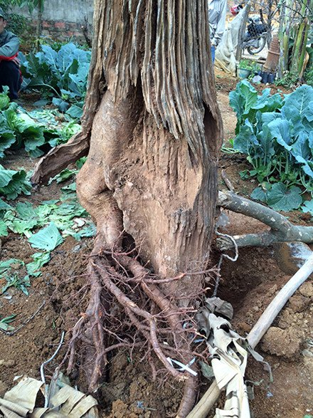 C&acirc;y đ&agrave;o rừng Sơn La g&acirc;y sốt to&agrave;n d&acirc;n chơi mấy ng&agrave;y qua