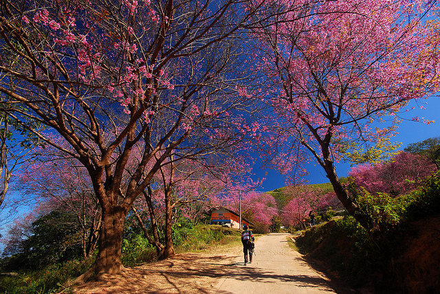 Ảnh Dulichdalat.vn.