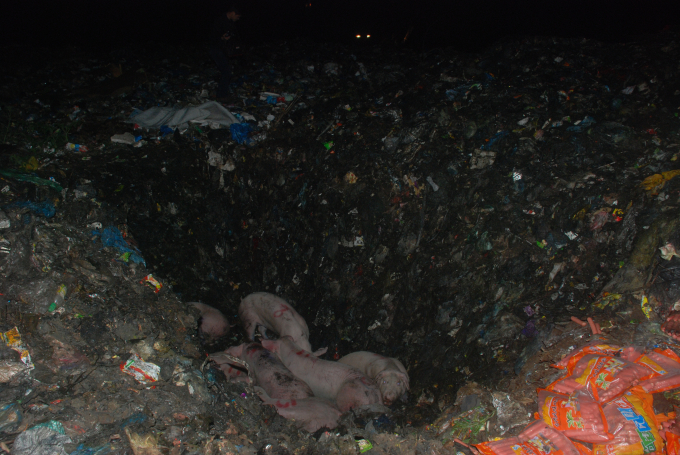 Hiện trường ti&ecirc;u hủy lợn bệnh.