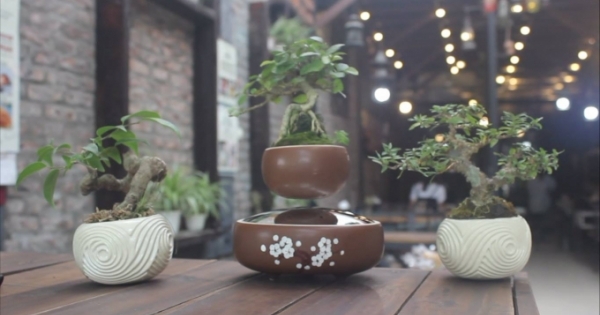 Bonsai “biết bay” thú chơi mới của dân Hà thành