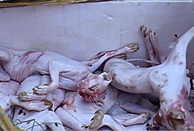 Thịt m&egrave;o đ&atilde; được sơ chế đang bốc m&ugrave;i h&ocirc;i thối đang được mang đi ti&ecirc;u thụ.