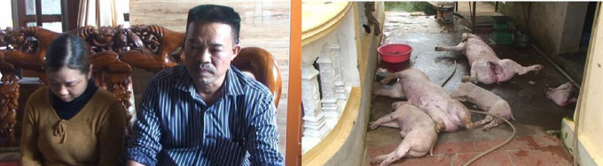 Đối tượng Đặng Văn Tuyền, Ng&ocirc; Thị Nguyện c&ugrave;ng số lợn đ&atilde; chết, bốc m&ugrave;i h&ocirc;i thối bị cơ quan chức năng bắt quả tang. (Ảnh: B&ugrave;i Th&agrave;nh).