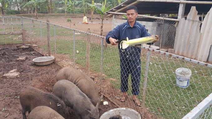 Anh Toản đang chăm bẵm đ&agrave;n lợn rừng của trang trại nh&agrave; m&igrave;nh.