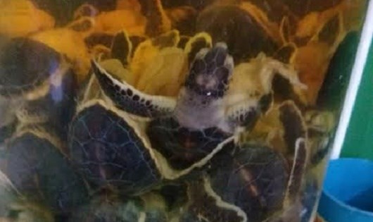 V&iacute;ch con v&agrave; trứng v&iacute;ch thường bị trộm để ng&acirc;m rượu.