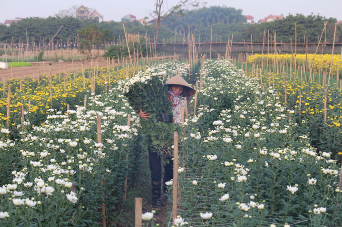 C&uacute;c ở đ&acirc;y đa dạng về loại cũng như m&agrave;u sắc.&nbsp;