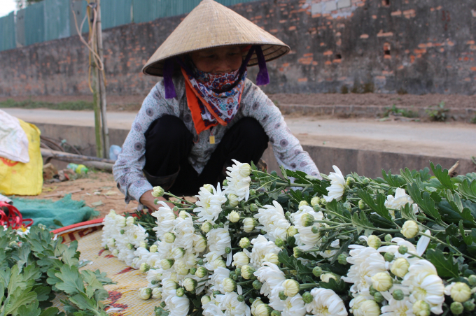 Ngo&agrave;i c&uacute;c v&agrave;ng, c&uacute;c trắng cũng được trồng tr&ecirc;n diện rộng. C&oacute; lẽ, c&uacute;c l&agrave; mặt h&agrave;ng dễ ti&ecirc;u thụ nhất tại đ&acirc;y n&ecirc;n c&uacute;c được trồng quanh năm.