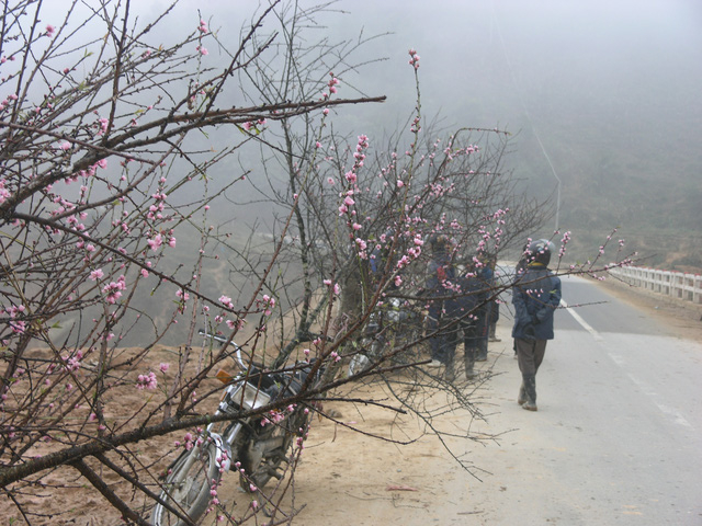 Chợ hoa đ&agrave;o Sa Pa trong gi&aacute; lạnh 10 độ C