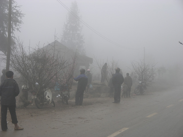 Chợ hoa đ&agrave;o Sa Pa trong gi&aacute; lạnh 10 độ C