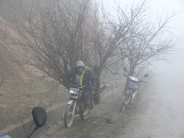 Chợ hoa đ&agrave;o Sa Pa trong gi&aacute; lạnh 10 độ C