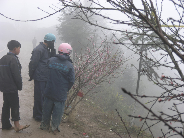 Chợ hoa đ&agrave;o Sa Pa trong gi&aacute; lạnh 10 độ C