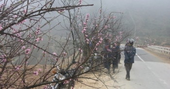 Chợ hoa đào Sa Pa trong giá lạnh 10 độ C