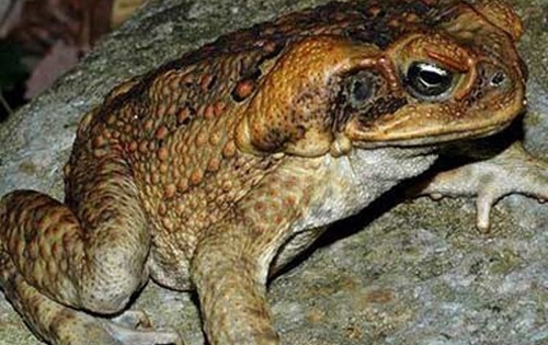 Nghệ An: Hai vợ chồng tử vong vì ăn thịt cóc