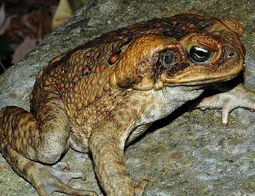 Ăn thịt c&oacute;c dễ ngộ độc g&acirc;y tử vong (Ảnh:Tr&iacute; T&iacute;n)