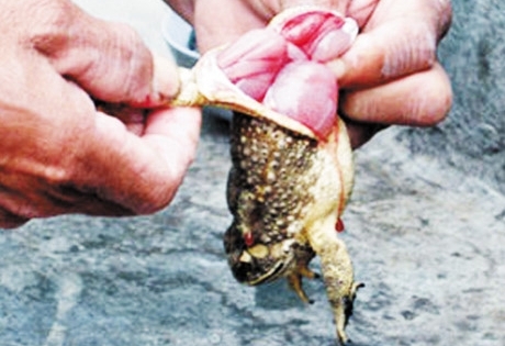 Vợ chồng tử vong sau bữa cơm trưa với món thịt cóc