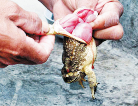 Sau khi ăn thịt c&oacute;c, vợ chồng &ocirc;ng C đ&atilde; tử vong. (Ảnh minh họa).