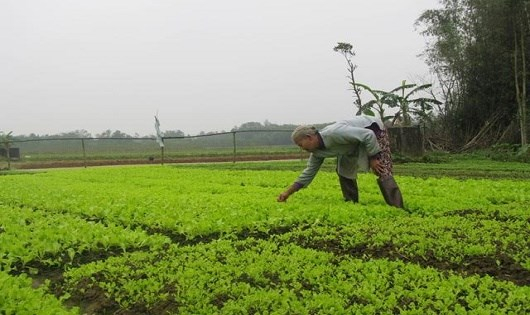 Quảng Trị: Nông dân xứ rau màu tất bật “chạy Tết”