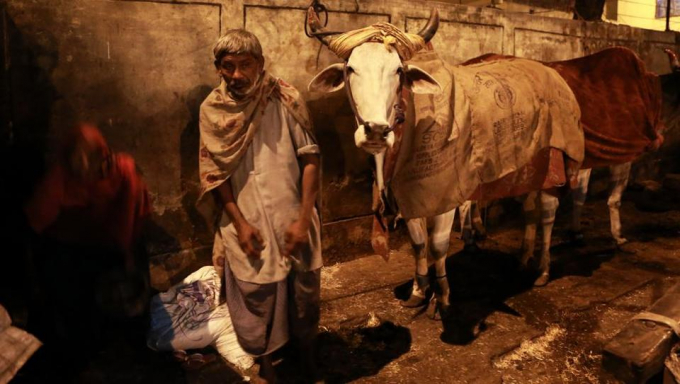 Những người n&ocirc;ng d&acirc;n th&igrave; phải chia sẻ quần &aacute;o giữ ấm cho cả đ&agrave;n gia s&uacute;c - thứ t&agrave;i sản lớn nhất của họ. (Ảnh: AMAL KS/HT)