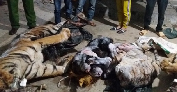 Nghệ An: Phát hiện hai cá thể hổ đông lạnh dấu ở trang trại bò