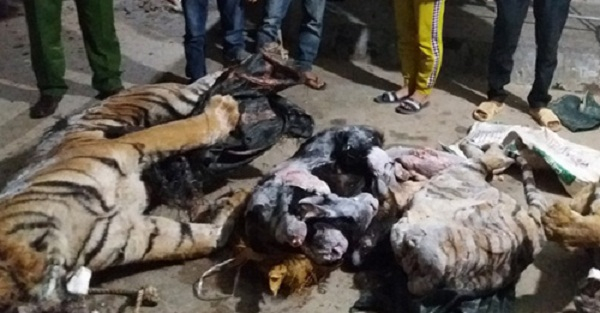 Hai c&aacute; thể hổ v&agrave; nửa c&aacute; thể sơn dương đ&ocirc;ng lạnh được ph&aacute;t hiện tại trang trại b&ograve; (ảnh H.T)