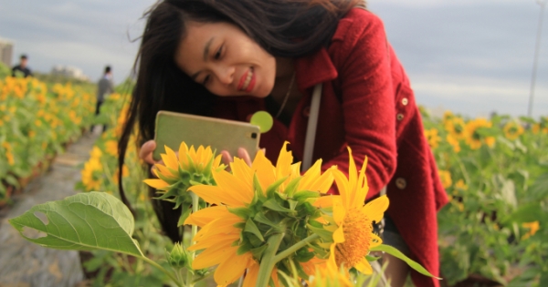 Giới trẻ Đà Thành thích thú với vườn hoa Hướng Dương độc đáo.