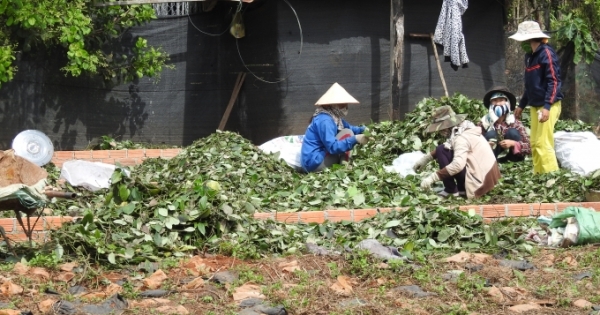 Tây Nguyên: Nông dân sốt ruột vì nạn trộm hạt hồ tiêu và cắt dây tiêu