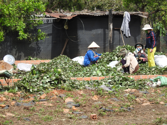 Người d&acirc;n huyện Cư M'Nga đang thu hoạch ti&ecirc;u.