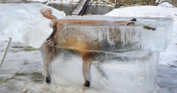 Ngã xuống sông, một con cáo đóng thành tảng băng tại Đức