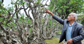 Cây khế cảnh 300 tuổi giá nửa tỷ đồng