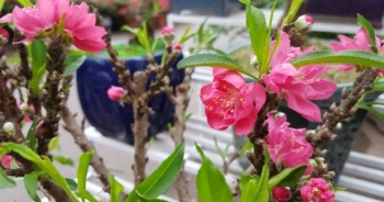 Ngắm "đào tiến vua" hút khách mua cây chơi Tết
