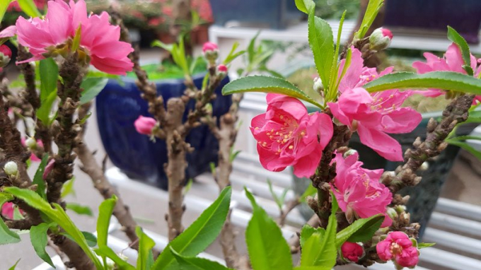 Những b&ocirc;ng đ&agrave;o Thất Thốn tưng bừng nở, rực rỡ hơn so với đ&agrave;o phai, đ&agrave;o b&iacute;ch của miền Bắc.