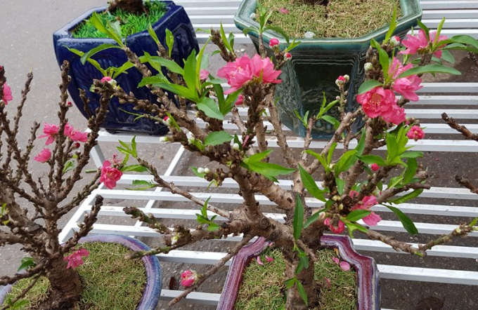 Những c&acirc;y đ&agrave;o chỉ cao chừng 2 gang tay khiến nhiều kh&aacute;ch xem t&ograve; m&ograve;. Người b&aacute;n rao gi&aacute; 2 triệu đồng/c&acirc;y.