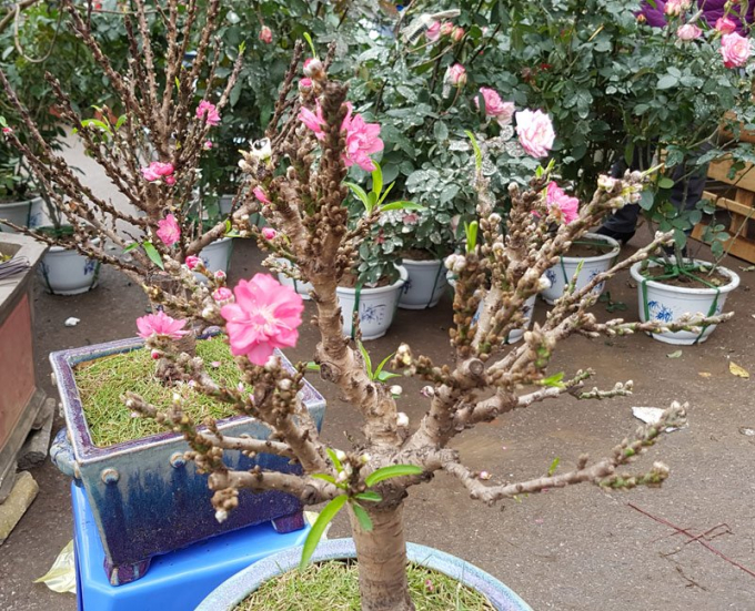 H&igrave;nh d&aacute;ng nhỏ gọn c&oacute; thể đặt gọn ghẽ tr&ecirc;n b&agrave;n uống nước, những gốc đ&agrave;o n&agrave;y c&ograve;n được phủ k&iacute;n nụ từ gốc l&ecirc;n tới tận đầu c&agrave;nh.