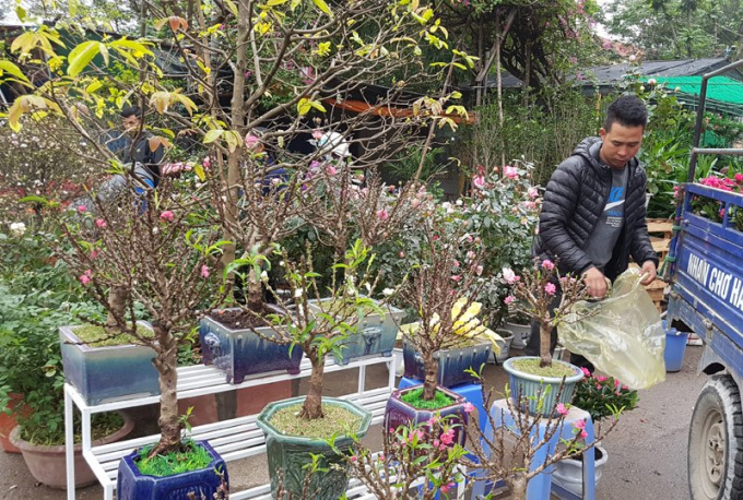 Kh&ocirc;ng c&oacute; vẻ khẳng khiu, g&oacute;c cạnh như c&aacute;c loại đ&agrave;o kh&aacute;c, đ&agrave;o Thất Thốn mang vẻ vi&ecirc;n m&atilde;n bởi những c&agrave;nh đ&agrave;o ngắn, mập, được phủ k&iacute;n bởi những mắt nụ to, tr&ograve;n hơn hẳn những nụ đ&agrave;o phai.