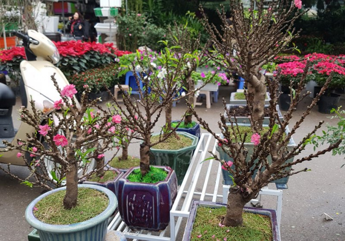 Đ&agrave;o Thất Thốn xưa kia c&ograve;n được gọi l&agrave; đ&agrave;o tiến vua hay đ&agrave;o thờ, l&agrave; loại đ&agrave;o c&oacute; c&acirc;y cao hơn mặt đất 7 tấc (khoảng hơn 1m), th&acirc;n c&acirc;y x&ugrave; x&igrave;, r&ecirc;u mốc cổ k&iacute;nh. C&acirc;y c&oacute; t&aacute;n đẹp, l&aacute; c&acirc;y d&agrave;y c&oacute; m&agrave;u xanh thẫm, c&agrave;nh mọc chia đều ra xung quanh.&nbsp;