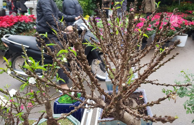 Đ&agrave;o phải trồng đến năm thứ 3 mới đơm hoa, c&acirc;y ra hoa k&eacute;p v&agrave; mỗi tầng hoa đều c&oacute; 7 c&aacute;nh, ban đ&ecirc;m toả hương thơm thoang thoảng m&agrave; giống đ&agrave;o kh&aacute;c kh&ocirc;ng c&oacute; được.