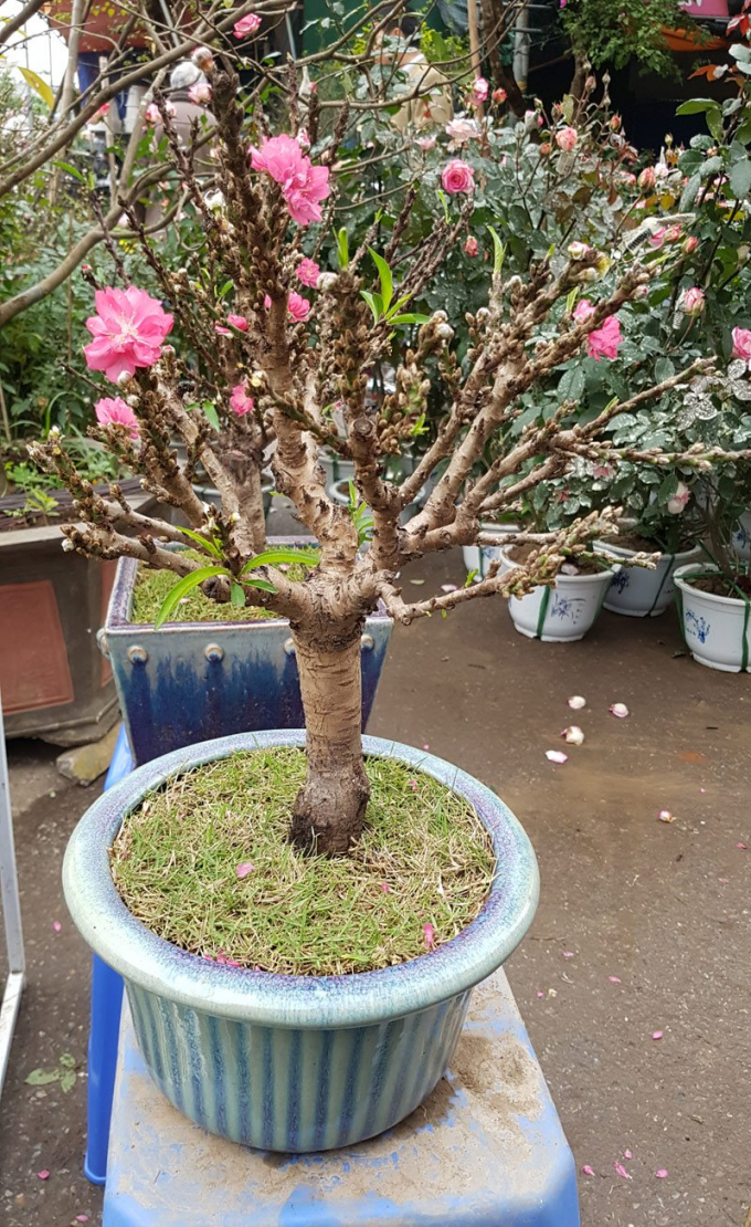 Hoa c&oacute; cả ở gốc, c&agrave;nh v&agrave; th&acirc;n c&acirc;y, hoa nở to.