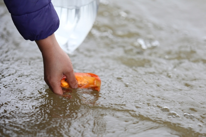 Cuối c&ugrave;ng, b&agrave; Tuyết đem thả c&aacute; ch&eacute;p xuống s&ocirc;ng để &ocirc;ng T&aacute;o lấy