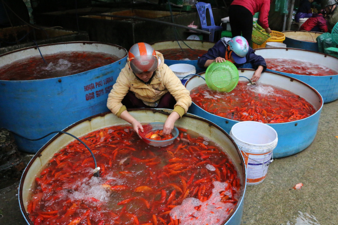 Theo quan niệm d&acirc;n gian, h&agrave;ng nằm cứ đến ng&agrave;y 23 th&aacute;ng Chạp, T&aacute;o Qu&acirc;n sẽ cưỡi c&aacute; ch&eacute;p l&ecirc;n thi&ecirc;n đ&igrave;nh để bẩm b&aacute;o với Ngọc Ho&agrave;ng mọi việc tốt xấu trong năm của từng người trong gia đ&igrave;nh. V&igrave; vậy, v&agrave;o ng&agrave;y n&agrave;y h&agrave;ng năm, mọi gia đ&igrave;nh lại th&agrave;nh k&iacute;nh sắm sửa lễ vật để tiễn &ocirc;ng T&aacute;o chầu trời, một trong số đ&oacute; kh&ocirc;ng thể thiếu &ldquo;phương tiện&rdquo; để &ocirc;ng T&aacute;o di chuyển l&agrave; c&aacute; ch&eacute;p.