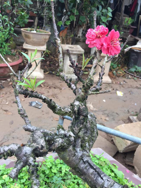 Đạc biệt đ&agrave;o Thất Thốn rất &iacute;t hoa nở c&ugrave;ng thời điểm, một c&acirc;y thường chỉ 3-4 b&ocirc;ng nở một l&uacute;c