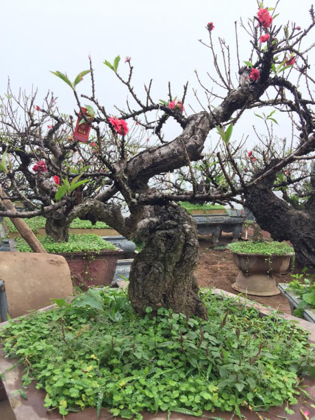 Đ&agrave;o 2 gang tay mạo danh đ&agrave;o thất thốn: H&agrave;ng Trung Quốc đấy