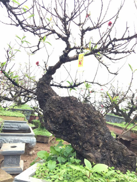 Để trồng được đ&agrave;o Thất Thốn với h&igrave;nh d&aacute;ng đẹp kh&ocirc;ng phải dễ d&agrave;ng