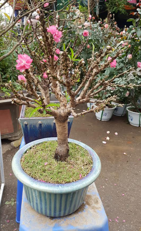 C&acirc;y đ&agrave;o thẳng tắp, mũm mĩm, vỏ ngo&agrave;i nhẵn b&oacute;ng