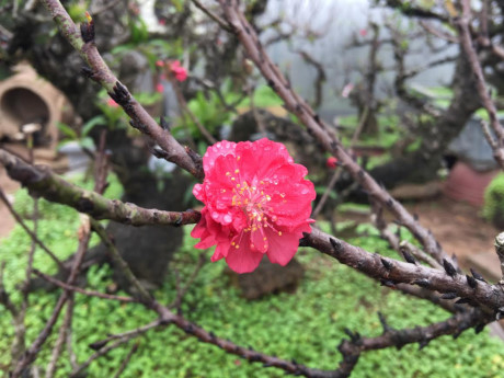 Hoa đ&agrave;o Thất Thốn c&oacute; m&agrave;u đậm v&agrave; sắc sảo hơn hoa đ&agrave;o Trung Quốc