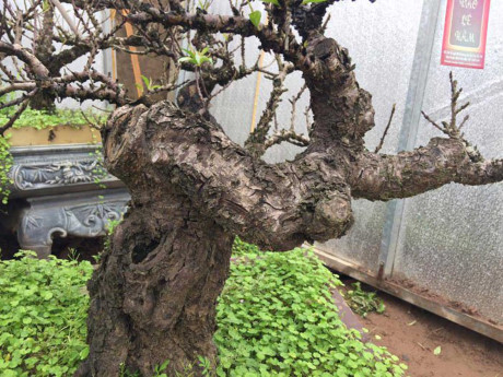 C&acirc;y đ&agrave;o Thất Thốn c&oacute; gốc x&ugrave; x&igrave;, c&agrave;nh khẳng khiu